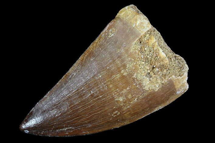 Mosasaur (Prognathodon) Tooth #79797